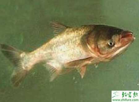 花鰱的配合飼料的要求和投料注意事項