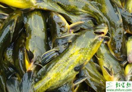 黃顙魚池塘放養方法