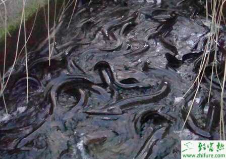 鰻魚夏季綜合癥的防治
