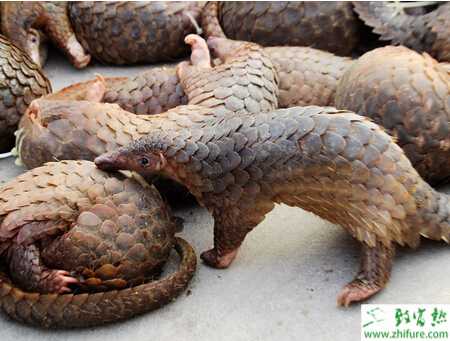 穿山甲養(yǎng)殖需要注意哪些