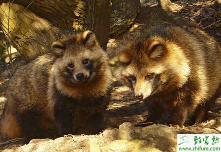 果子貍?cè)斯ゐB(yǎng)殖選種過程