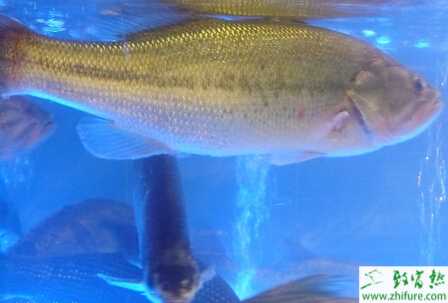 鱸魚不吃料的原因和解決辦法