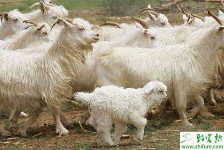 2015年養(yǎng)肉羊怎么樣？賺錢嗎？