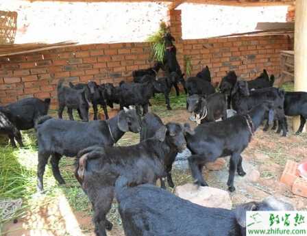 圈養(yǎng)肉羊怎么養(yǎng)？怎么育肥？