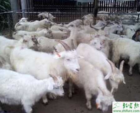 怎樣養(yǎng)肉羊？有哪些需要注意？