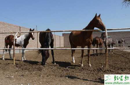 養(yǎng)馬場(chǎng)圈舍怎么建設(shè)和規(guī)劃？馬廄怎么設(shè)計(jì)？