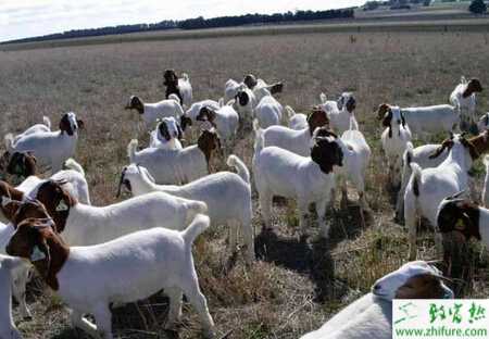 養(yǎng)肉羊政府有補(bǔ)貼嗎？有哪些補(bǔ)貼？