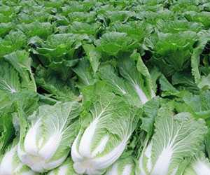 白菜