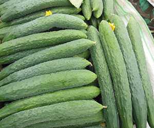 黃瓜