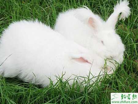 如何養長毛兔？有哪些注意事項？