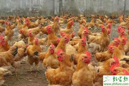 九斤黃雞特點(diǎn)、介紹、雞苗價(jià)格