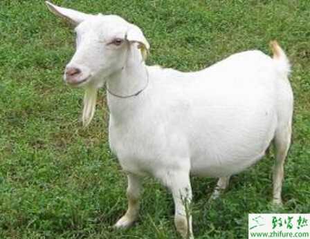 養山羊賺錢嗎？