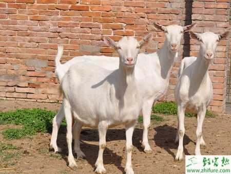 養山羊的利潤