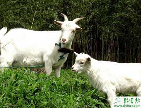 養山羊的市場前景