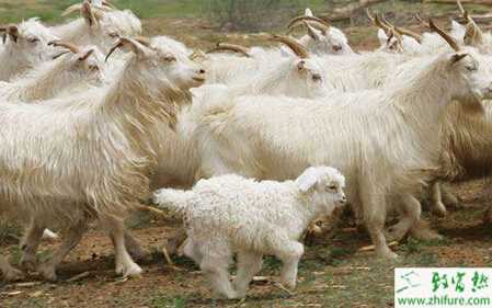 養(yǎng)肉羊賺錢嗎？