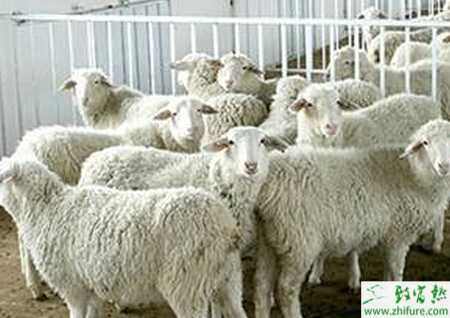 養(yǎng)肉羊的市場前景