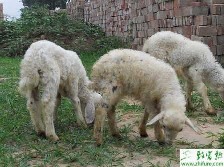 養(yǎng)綿羊的市場前景
