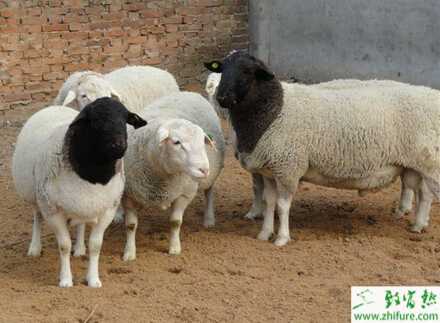 養(yǎng)杜泊綿羊賺錢嗎?