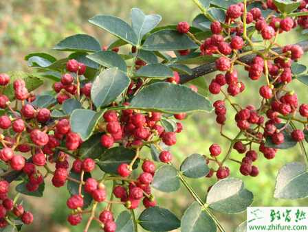 花椒如何能高產栽培