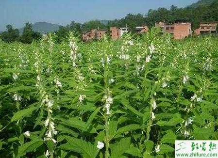 如何種好芝麻