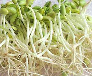 豆芽
