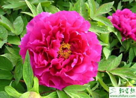 牡丹花前、后期的田間管理