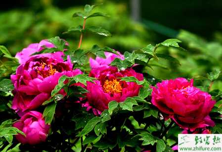 牡丹的催花注意事項