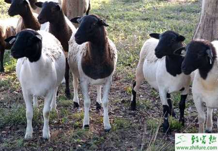 養(yǎng)杜泊綿羊的市場前景