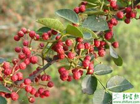 花椒苗園地栽植方法