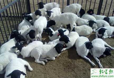 養(yǎng)杜泊綿羊的利潤