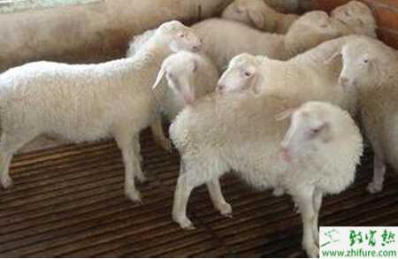 養湖羊賺錢嗎？