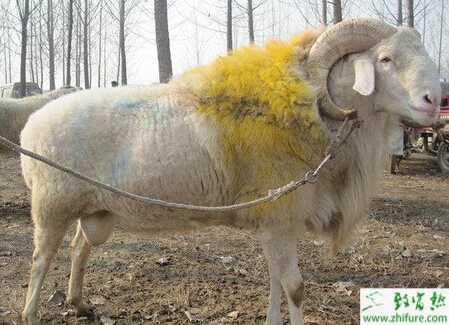 養小尾寒羊的市場前景