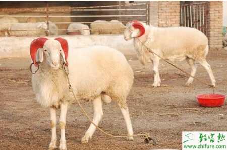 養小尾寒羊賺錢嗎?