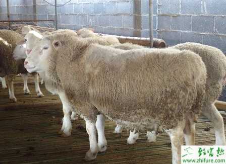 養小尾寒羊的利潤