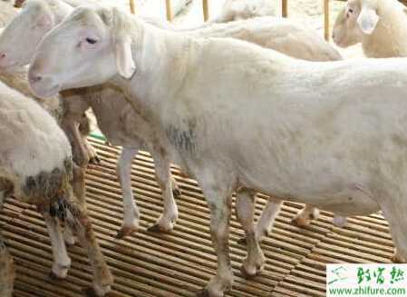 養(yǎng)湖羊的利潤(rùn)