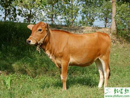 養(yǎng)黃牛的市場前景