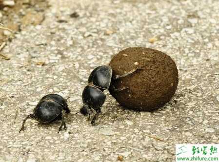 蜣螂留種的注意事項