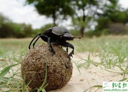 蜣螂如何人工飼養