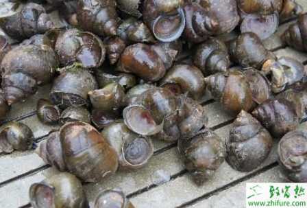 福壽螺冬季的管理