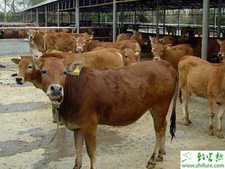 黃牛如何進行輸精