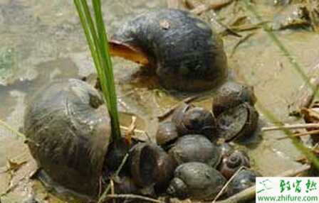 福壽螺稻田養(yǎng)殖的要求