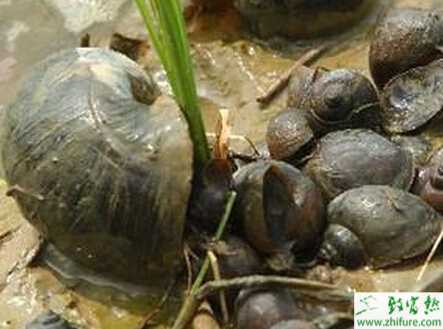 福壽螺的日常管理