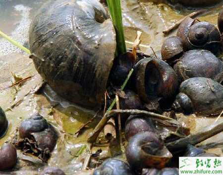 福壽螺的育成管理措施
