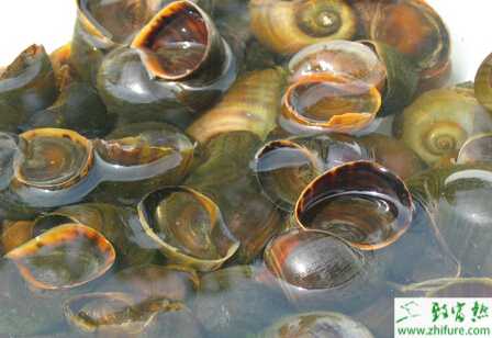 福壽螺的消毒措施