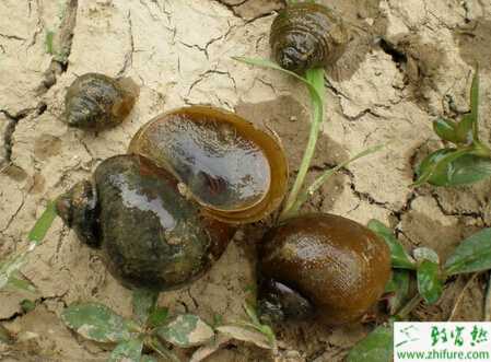 福壽螺病蟲害的防治