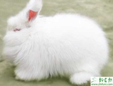 長(zhǎng)毛兔兔場(chǎng)建設(shè)怎么進(jìn)行？兔籠舍有哪些需要注意的？