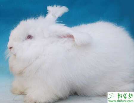 長毛兔拔毛怎么拔？如何提高長毛兔產毛量？