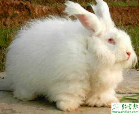 長毛兔人工授精怎么進行？有哪些需要注意的？