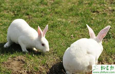 獺兔兔舍怎么建設(shè)？兔舍內(nèi)設(shè)備有哪些？有哪些需要注意的？