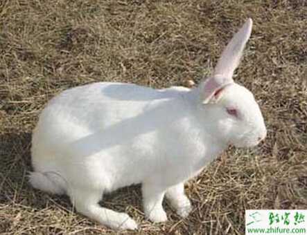 獺兔的飼料配制有什么注意事項？有哪些配方？